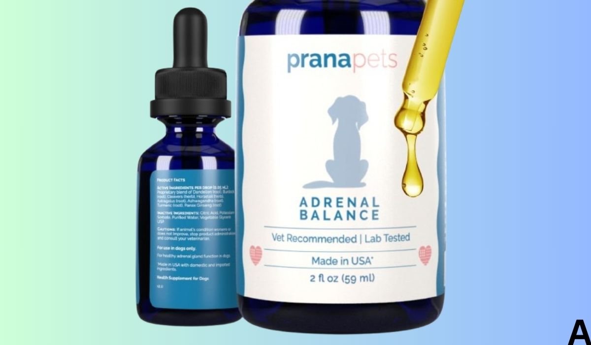 Best Dog Food for Senior Dogs With Cushing's Disease