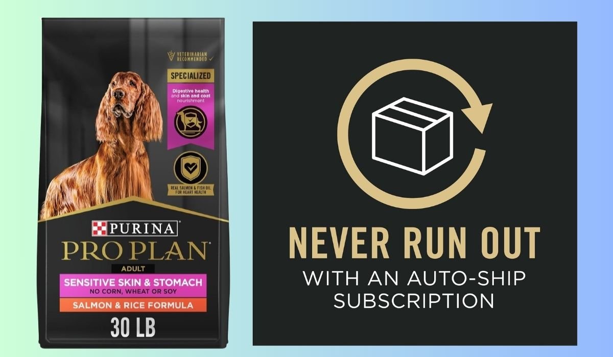 Best Dog Food for Senior Dogs With Sensitive Stomachs